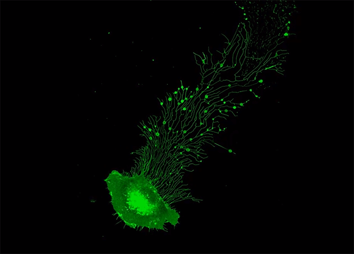 中国科学院-中国细胞生物学学报 官网
